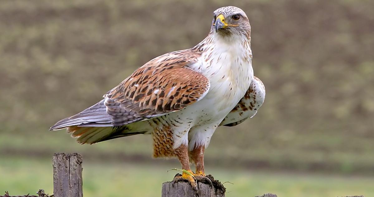 So what's the difference between a hawk and an eagle?Eagles are bigger! ... except the biggest hawk (the Ferruginous Hawk) is more than half again as big as the smallest eagle (The South Nicobar Serpent-Eagle, which is 16" tall and less than a pound).