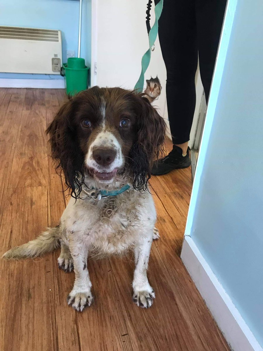 Fishs_Tale's tweet photo. @pettheftaware
@MissingPetsGB
Dog found in Oxfordshire- chip is saying her address is the area of Merseyside (vets can’t give out anymore info) phone number wrong. Her name is Lady and is now with the dog warden https://t.co/7GzjFORVpe https://t.co/mQ9slMyWCD