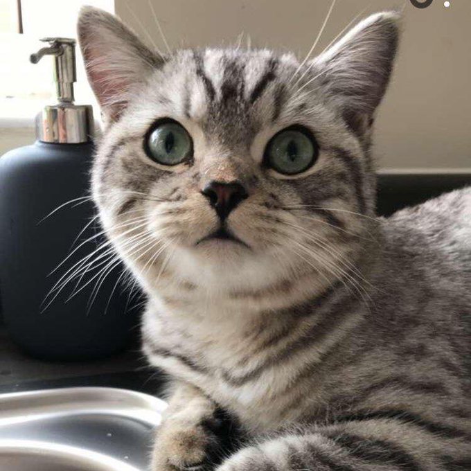 The_Animal_Team's tweet photo. 🆘MISSING #GEORGIE ONE YEAR AGO🆘 Have you seen this #cat around the #Erdington #Birmingham area, near #PypeHayesPark #B24? 16/11/18 he disappeared. Come on #Georgie. Time to go home to your devastated family. #Caturday #CatsOfTwitter https://t.co/8HdZNLUMhv https://t.co/ByE57Ve22R