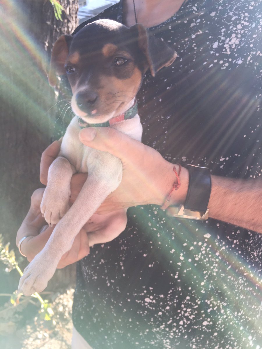 conimeza's tweet photo. Encontramos recién a este perrito en Estrella Solitaria con Pascual Baburiza en Ñuñoa. Tiene collar, pero no chip. @Nunork @millas_daniel https://t.co/3cujtEediA