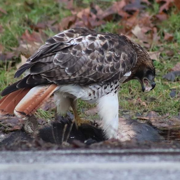 lisagerbec's tweet photo. Red-tailed hawk having a roadside snack. Rocky river reservation. @clevemetroparks https://t.co/Xk2pOdNs6y