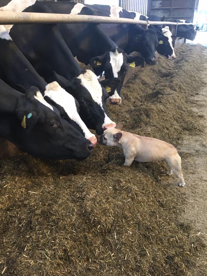 LizHoggarth's tweet photo. #farmingis a #FrenchBulldogsOfTwitter properly #frenchkissing the #holsteincows tongues and everything 🥰 Everyone can appreciate a proper good snogging!! #teamdairy #snogs #love #BackBritishFarming https://t.co/WJxFWZcWph