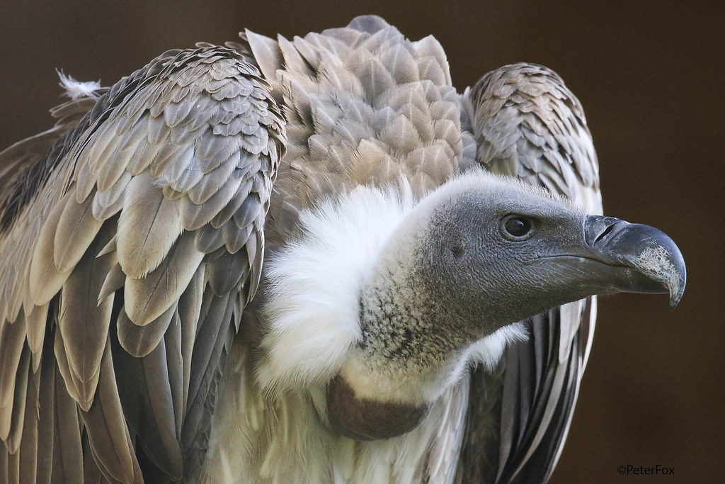 So if you take away two things from this thread, let them beA) Vultures are cool! (here's a White-Backed Vulture!)B) Science is complex, because it describes life, which is IMPOSSIBLY complex. Taking as gospel something you learned in Biology 101...... ignores Biology 102.