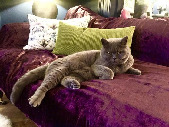 joplinston's tweet photo. @Teddington_Town Please look out in the Stanley Road to Hampton Rd triangle area for Boris, a British Shorthair Blue cat, who is missing. He will be very distressed as timid and never goes beyond the garden. Pls message me https://t.co/aJxTR6Ahws