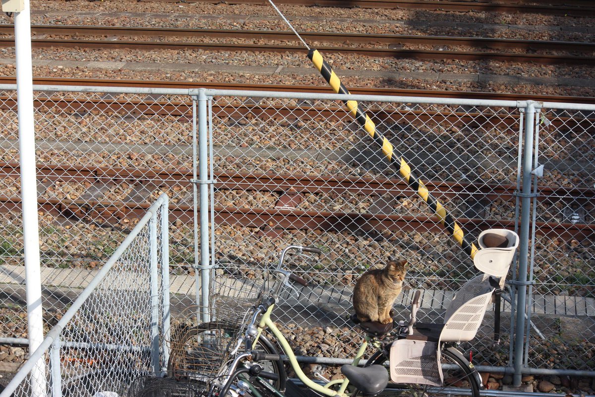 𝒴ℴ𝓈𝓈𝒽𝒾 19 1 11 蘇我駅 いつもの猫たち A ふと見たら猫が駐輪場の自転車のサドルの上に いつもの子らはみんな枕木の上にいてくつろいでいました ぬこ鉄 ヨッシー撮影目録 𝒴ℴ𝓈𝓈𝒽𝒾 19 1 11 蘇我駅 いつもの猫たち A ふと見たら猫が駐輪場の自転車のサドルの上に いつもの子らはみんな枕木の上にいてくつろいでいました ぬこ鉄 ヨッシー撮影目録