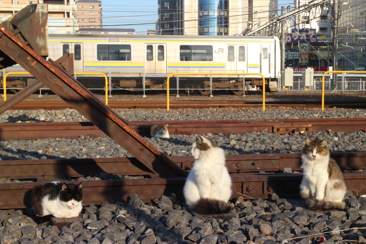𝒴ℴ𝓈𝓈𝒽𝒾 19 1 11 蘇我駅 いつもの猫たち A ふと見たら猫が駐輪場の自転車のサドルの上に いつもの子らはみんな枕木の上にいてくつろいでいました ぬこ鉄 ヨッシー撮影目録 𝒴ℴ𝓈𝓈𝒽𝒾 19 1 11 蘇我駅 いつもの猫たち A ふと見たら猫が駐輪場の自転車のサドルの上に いつもの子らはみんな枕木の上にいてくつろいでいました ぬこ鉄 ヨッシー撮影目録