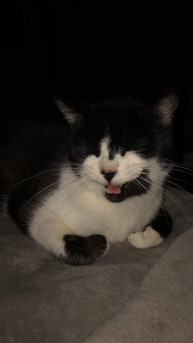 SgtPearson's tweet photo. Caught mid meow 😸 #JoeyCat https://t.co/hra6DRUJRE
