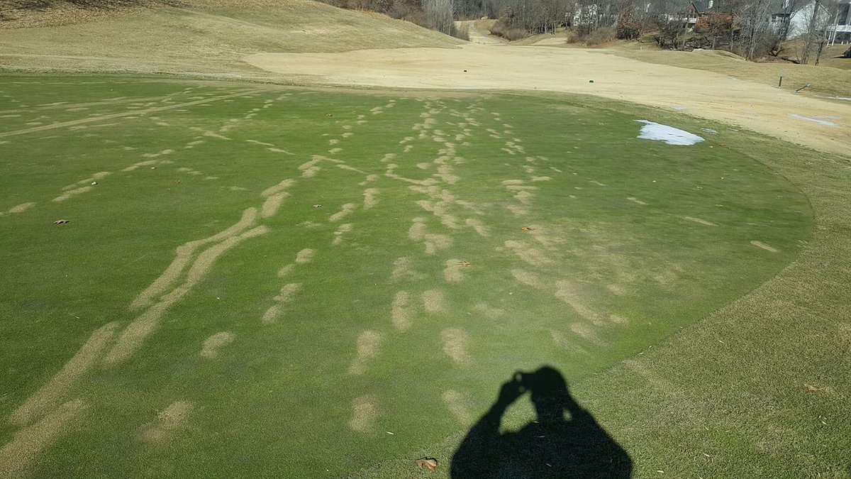 Photo of frost/freeze damage came from a fellow superintendent, the reason we choose to close our greens for the winter! Prioritizing turf  quality over everything else!