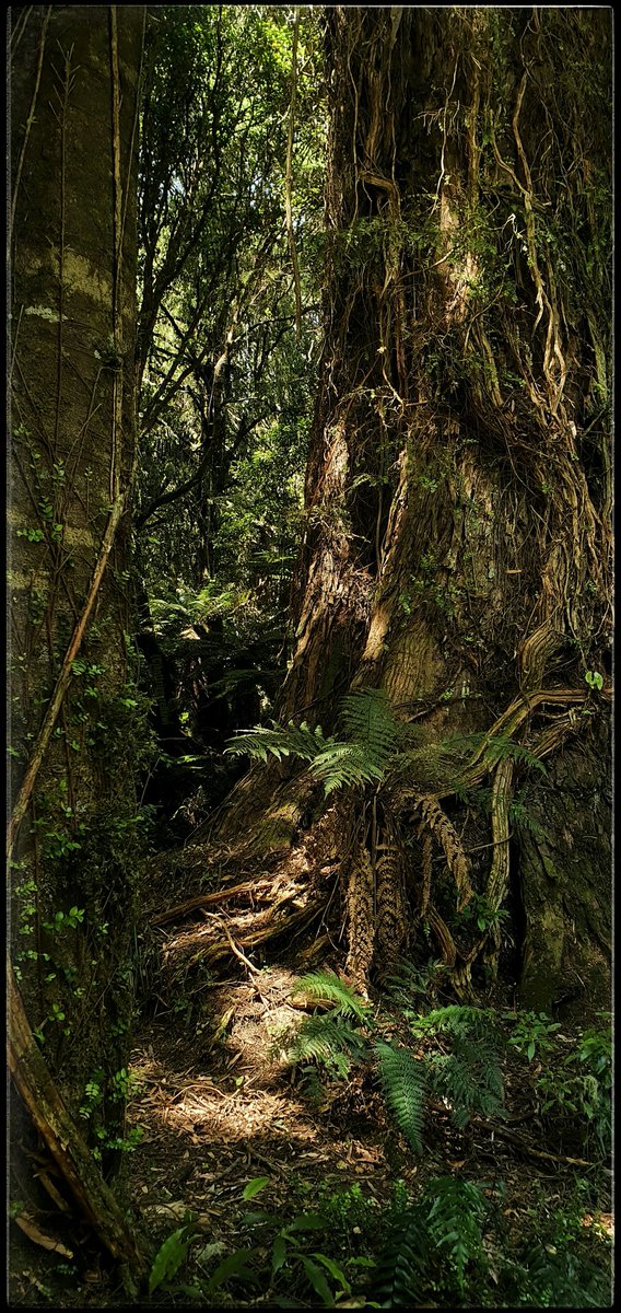 Ancients with Mana

Totally Totara in
natural silence of

Forests of giants
back in time with timeless

#wanderlustnewzealand
#explorenz
#splendid_trees
#loves_trees_rural
#tree_magic
#ig_newzealand
#npsnz #ig_nz
#Pureora #NewZealand
(C)#hottriggeredkiwi
phone image