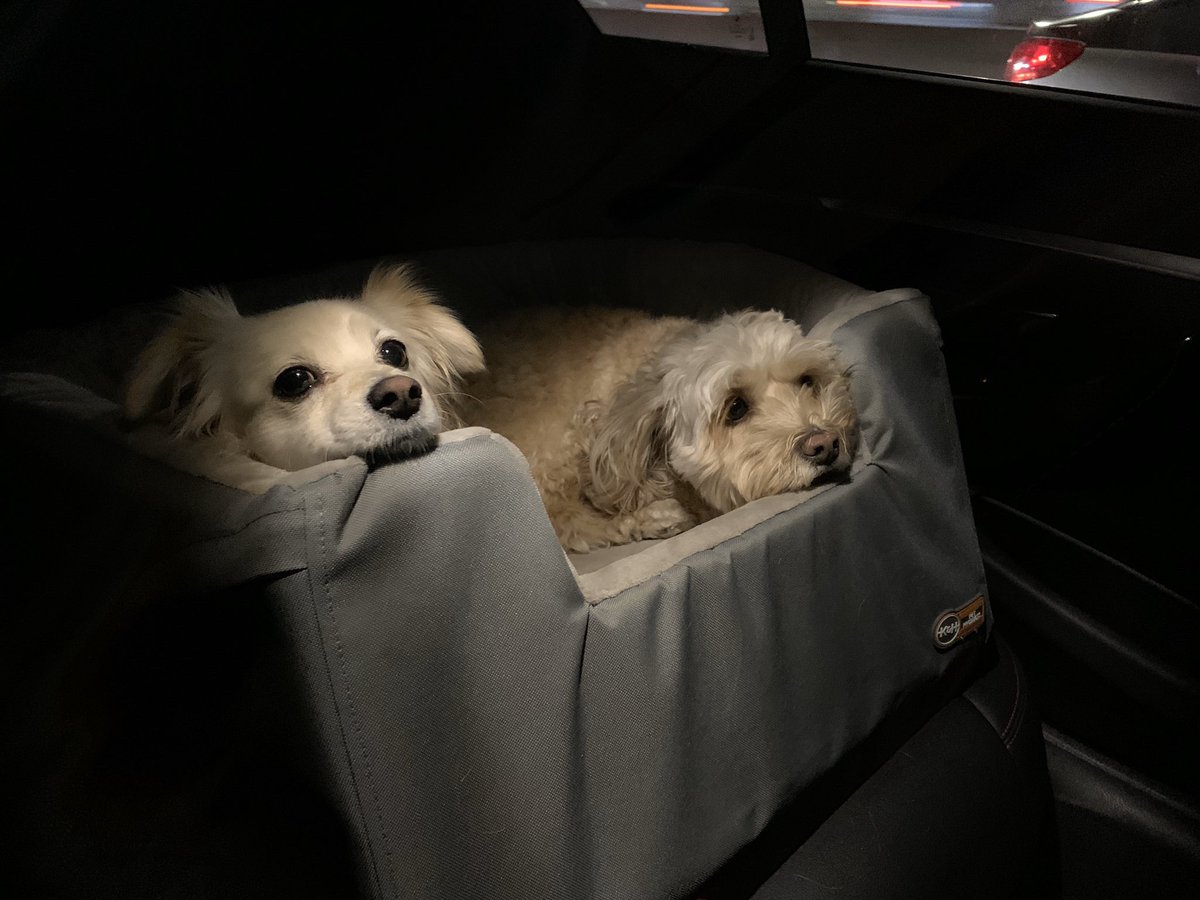 GabrielleOrlita's tweet photo. @HamillHimself @Manu_Pan86 @themicaelaworld Millie and Mabel - the sweetest doggies - are they #JediMasters by now? #K9JediKnights? Or still #PadawanPups? πΆπΆππ https://t.co/PsnxuMTKQJ