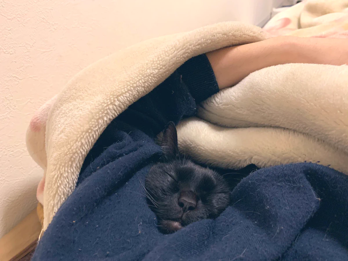 最近脇汗かくと思っていたら、猫が脇にフィットしていたｗｗｗ可愛すぎる寝顔ｗｗｗ