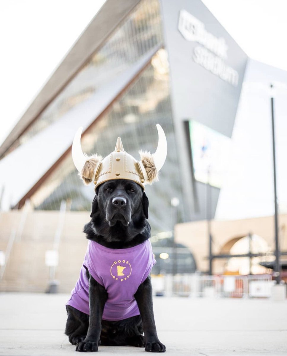 dogsofmsp's tweet photo. ππ SKOL!! ππ π·:@mr_jack_the_lab @Vikings #dogsofmsp #skol #dogsofmspstyle #mnvikings https://t.co/TaxUs36hkR