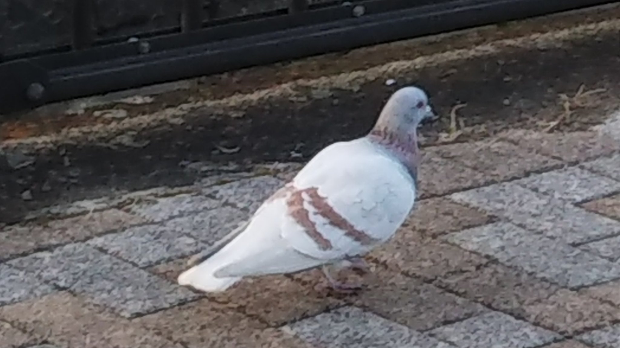 エネアドあお Twitterissa 白い鳩を発見した このあたりでは めずらしい 模様が赤茶で特徴的なのですが ナニ鳩か わかる方いますか 川崎市 稲田堤 三沢川 南武線 神奈川県 鳩 白い鳩 ハト 白い T Co Drjxelbw1j Twitter