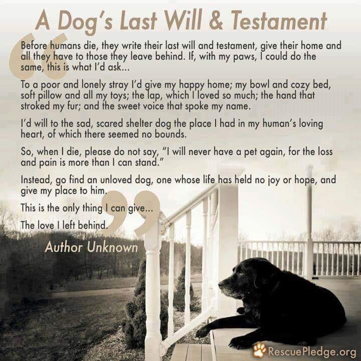 #ADogsLastWillAndTestament . WOW!! It is beautiful! 🐾💕🐾💕🐾❤️