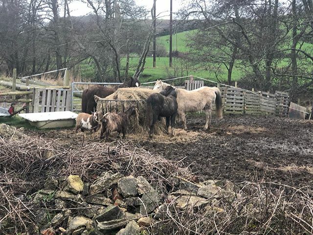 suzie06az's tweet photo. Dorset winters #walks #thejanuarys #horses #goat #pymore #walkstopymoreinn #artistandthechef #bridport #uk https://t.co/D9nbtr634T https://t.co/0uYC2tcc7H