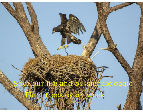 UPlantATree's tweet photo. Let’s help ourselves and curious eagle from within your business, please like my tweet &amp; ReTweet me, #crisiscommons, thank you https://t.co/YOzMLOzDSZ