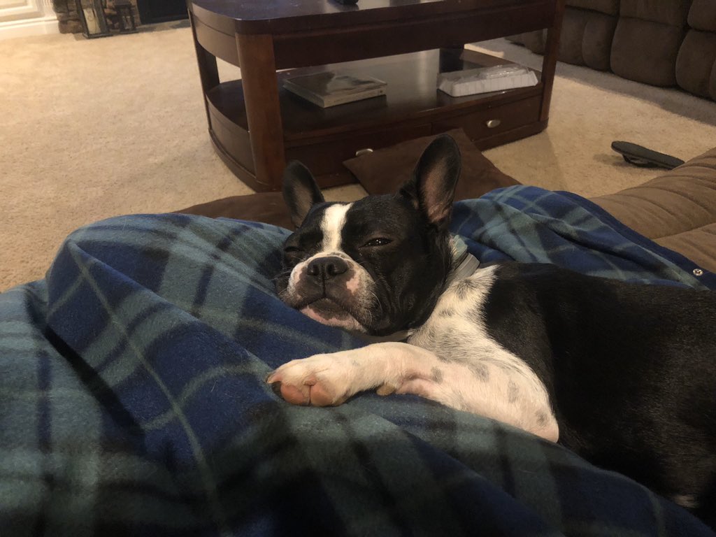 After working all week, I am finally in the one place I want to be, snuggled up with this cutie! Twenty years ago you could have tempted me to go out with club plans but now not even <a href="/SamHeughan/">Sam Heughan</a> could get me to move from this spot! #babybella #Outlander #dogsoftwitter