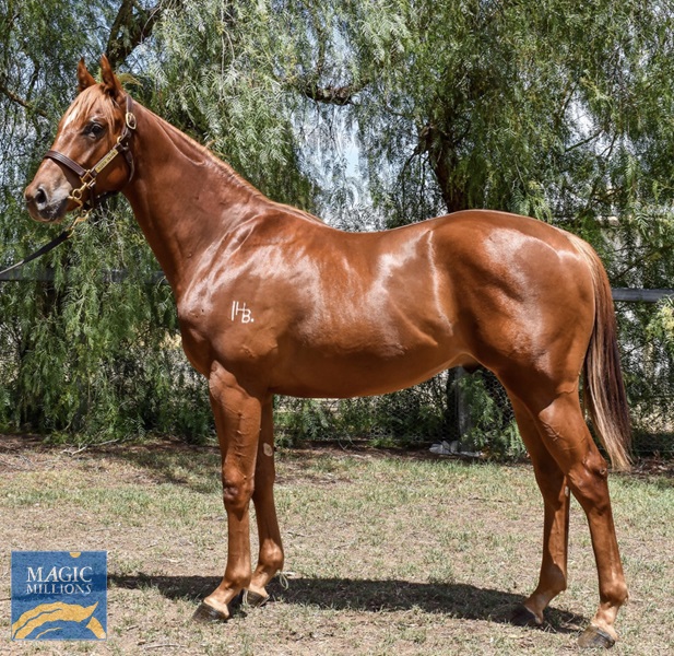 tonygollan's tweet photo. Our 10th purchase with John Foote Bloodstock at @mmsnippets 2020 is 🥁
🐴 Lot 924 DEEP FIELD x LOST VIRTUE chestnut colt
💰 $110,000
📖 https://t.co/ZXKvq5jD8N 
🧾 Alexia Fraser Bloodstock https://t.co/nLulHCDugZ