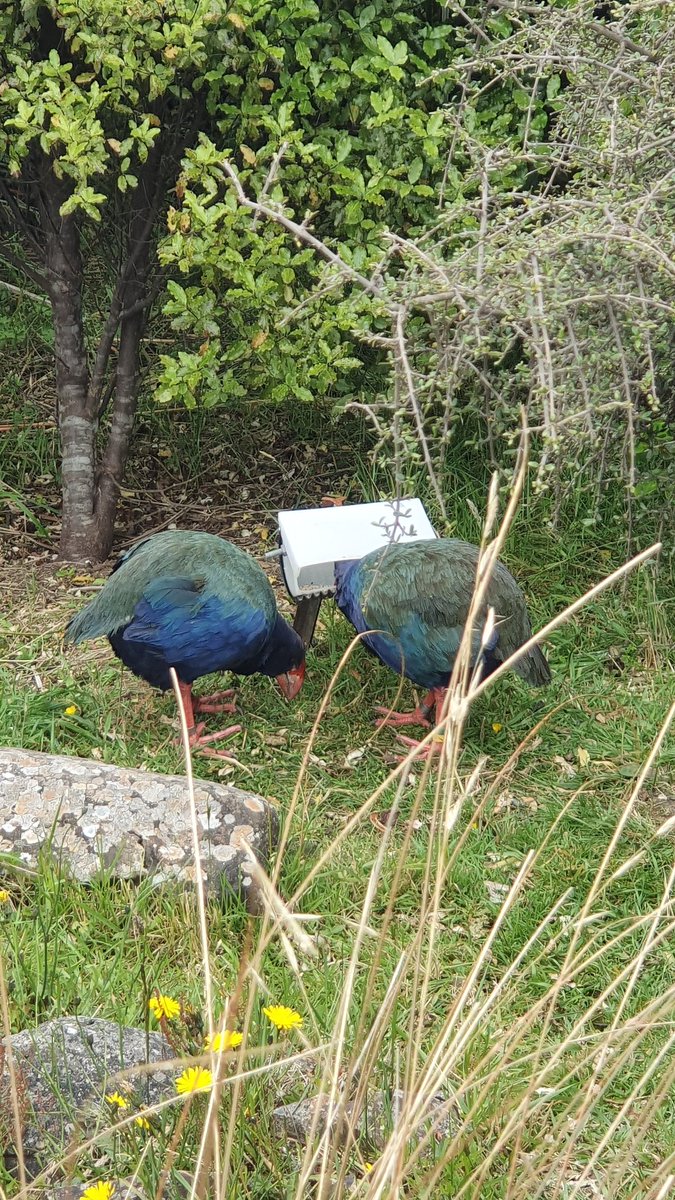 DeanLenga's tweet photo. Great final day yesterday in #Dunedin for the #WHC9.  Been a blast presenting my research and visiting the @NZEcosanctuary! https://t.co/owPm3JtSSB