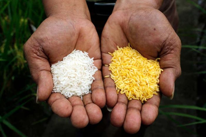 CaraSantaMaria's tweet photo. Golden rice has been approved in Philippines. 👏👏 #GoldenRice #GlobalNutrition #Philippines

https://t.co/MNCDJ4SHGq https://t.co/PzX7Z7iIpF