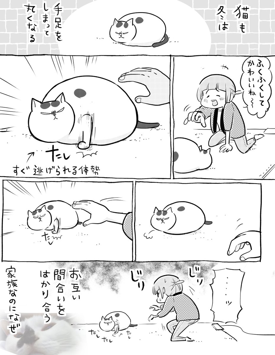 犬と猫どっちも飼ってると、ひらいたりとじたりで毎日たのしい。 