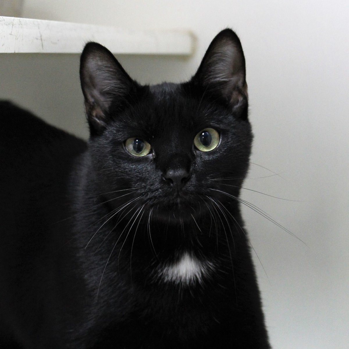 "I'm your Huckleberry" -Doc Holliday

Look no further- you have stumbled upon your purrfect cat! I am a total cuddle bug and this weather today has gotten me in the mood for a nice lap to curl up in. I love getting pets more than anything in the world a... bit.do/SPAS_Adopt