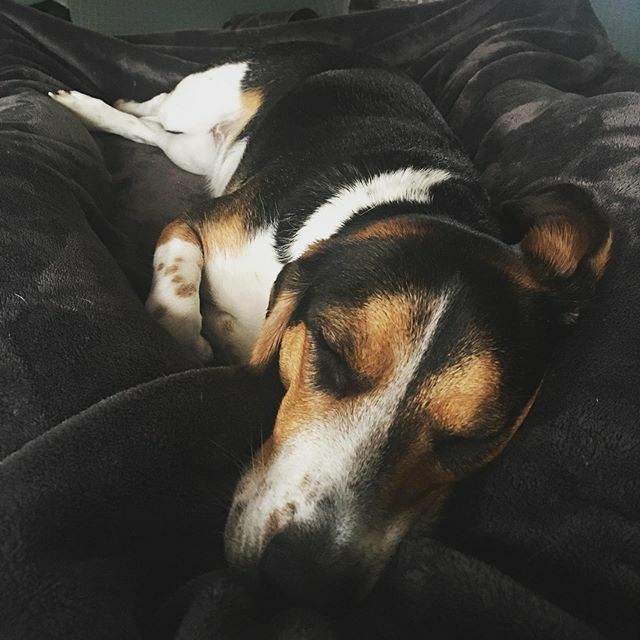 bri0039's tweet photo. Afternoon nap 🐶 #beagle https://t.co/F5g8jM6fB6 https://t.co/vDHJ0yWqJP