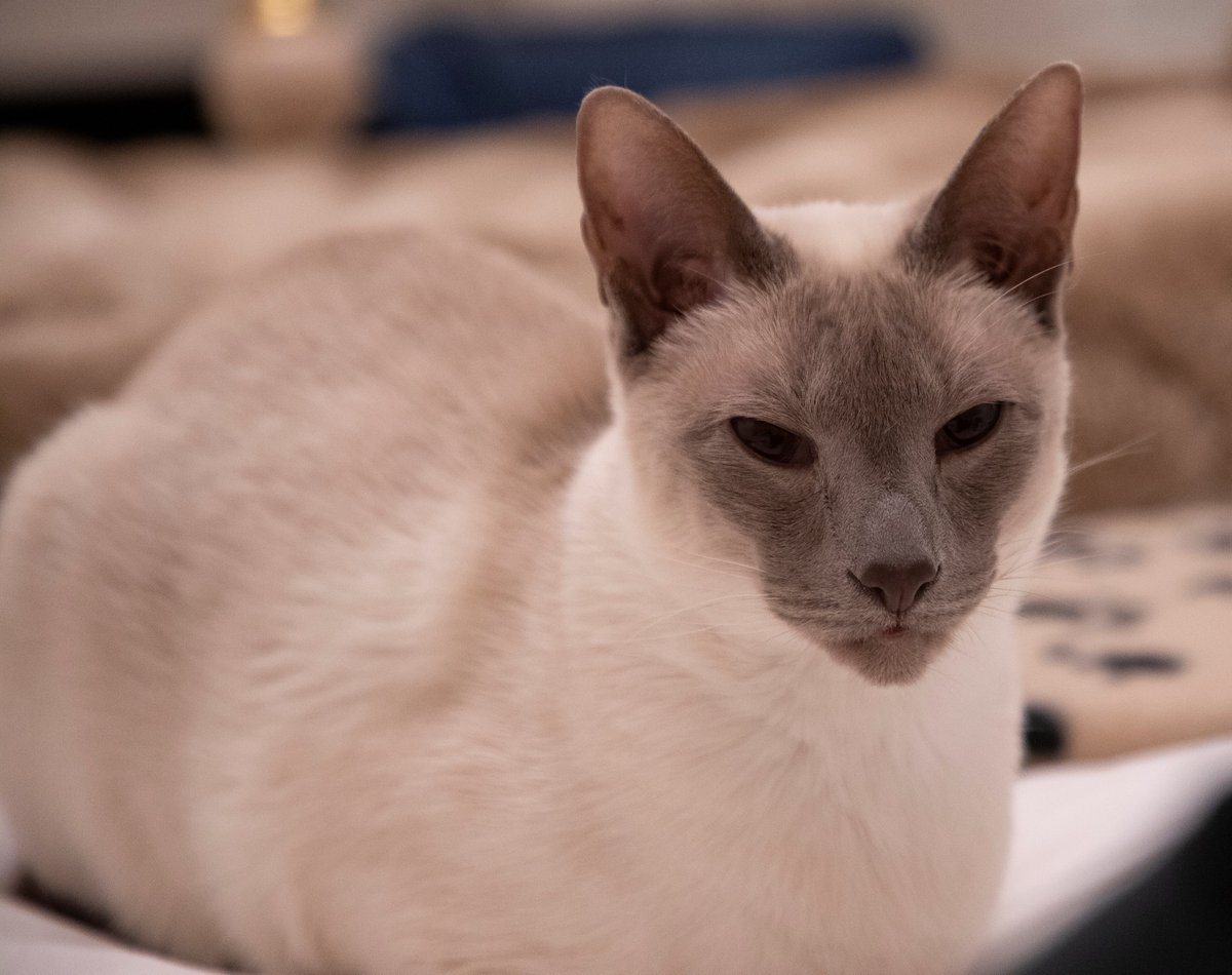 Diablo_Siamese's tweet photo. #Willow_i_am #LilacPoint #Siamese #GoodCameraIsOut #PawPurrRatzzi #GoodNightTwitterWorld #StaySafe #BeKind #LooksAloneLilacBaby @jolenehunter #CatsOfTwitter #catsofinstagram https://t.co/lXea3757qn