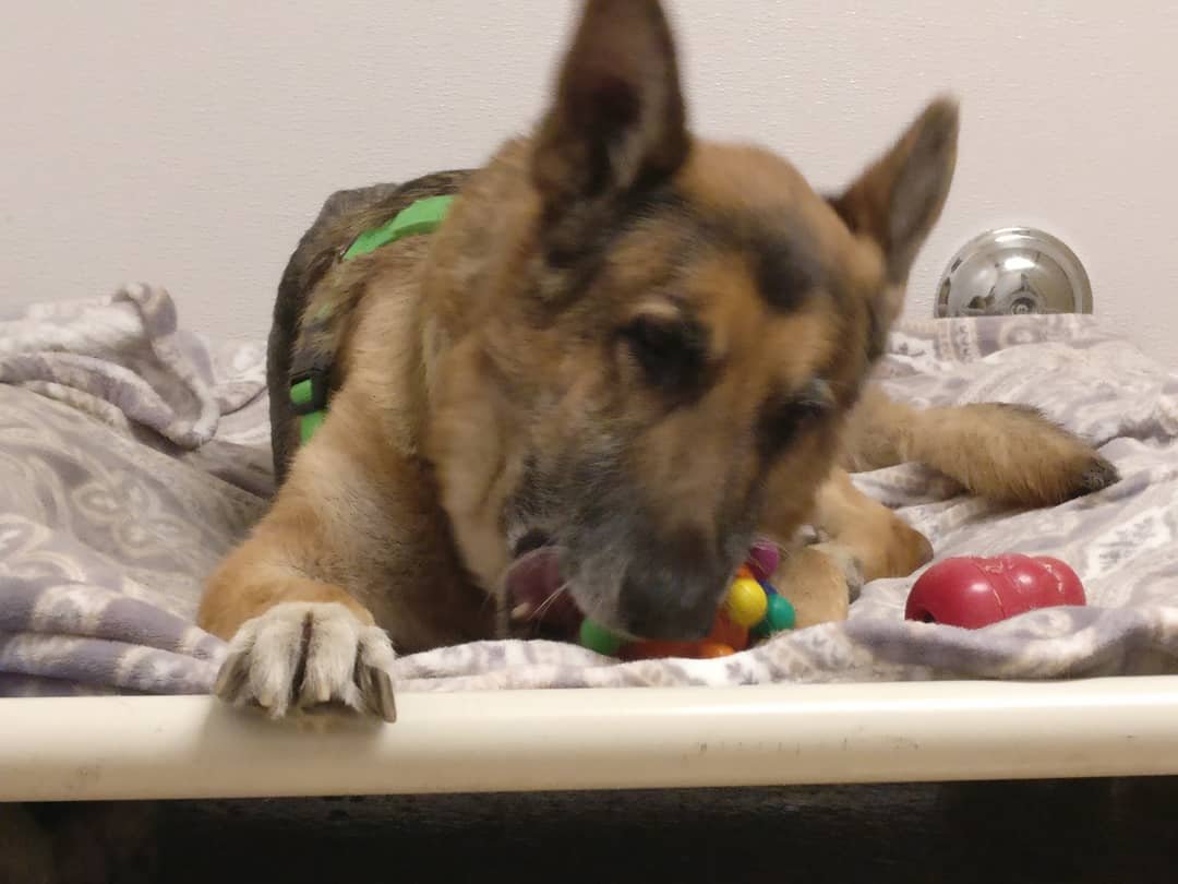 SusanHoltArtist's tweet image. Buddy
lostourhome.org
#adoptBuddy #AdoptDontShop  #lostourhome #GSD #germanshepard #goodboy #senior #dogsontwitter #dogsoftwitter