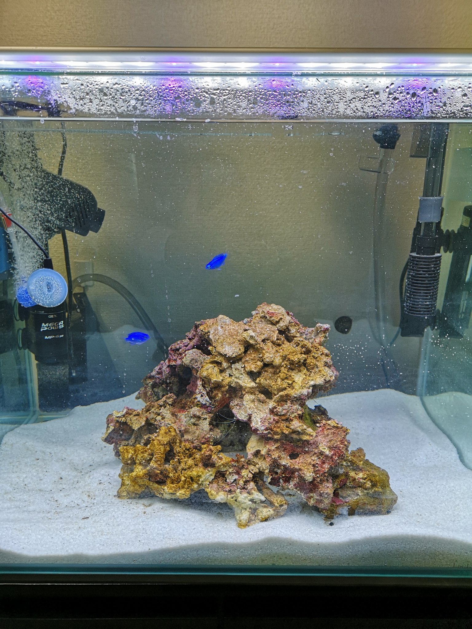 海水魚水槽立ち上げ Twitter Search Twitter