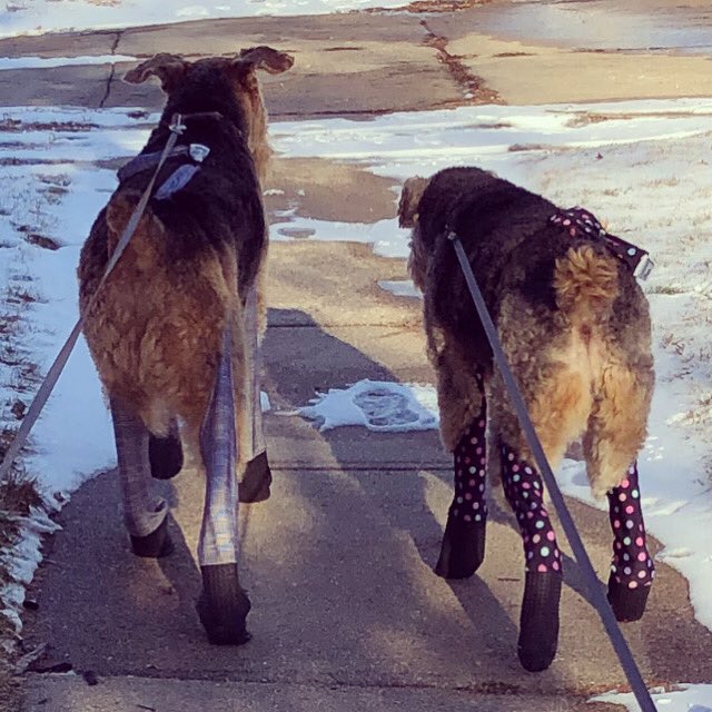 AiredaleKing's tweet photo. Mom bought us @walkeepaws #WalkeePaws are easy to put on, durable, and rather fashionable. Buzz is so dapper! I like the polka dots, so I will wear them #airedale #dog #Leggings #dogsoftwitter https://t.co/KWTJE2ceq6