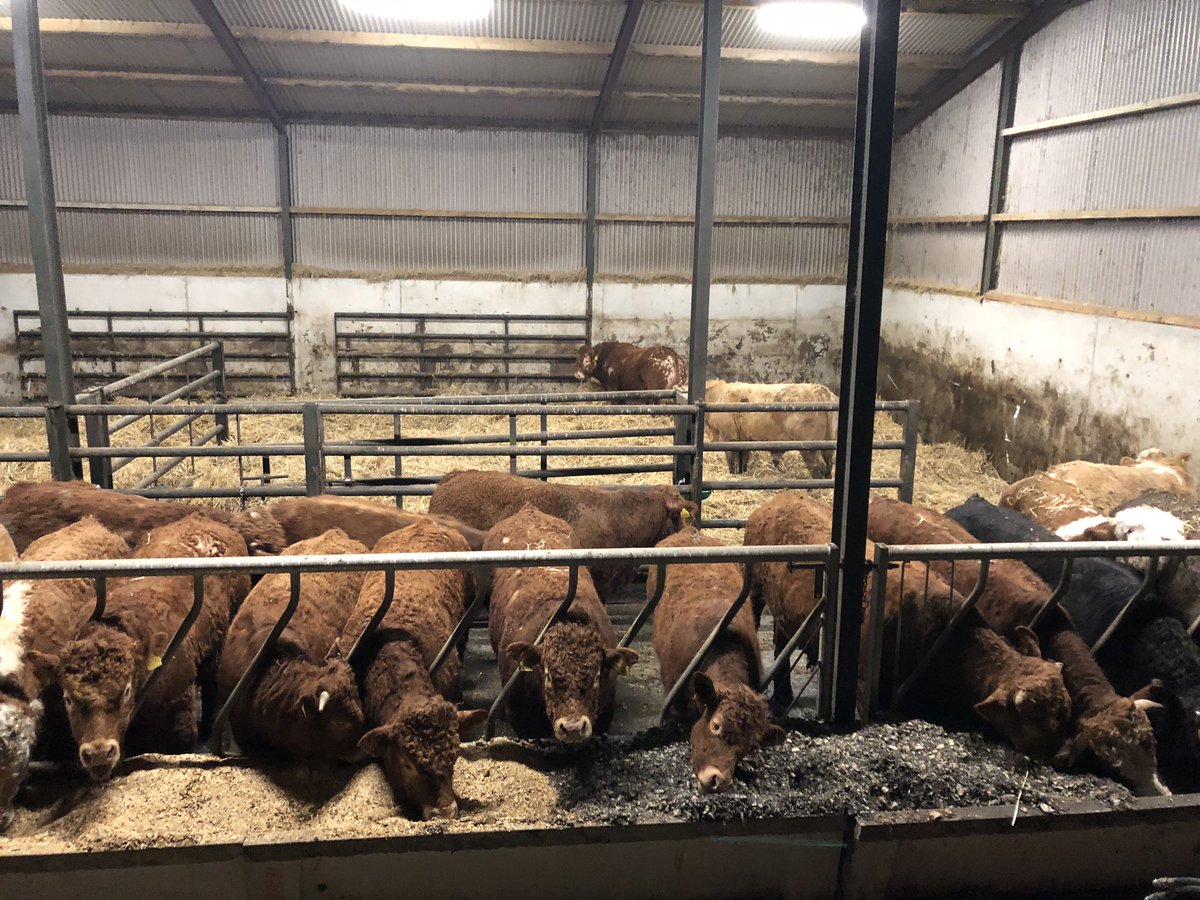 Fresh bed and all fed last of the sheds cleaned out and bedded up #coppenaghfarm #irishbeef #bulls