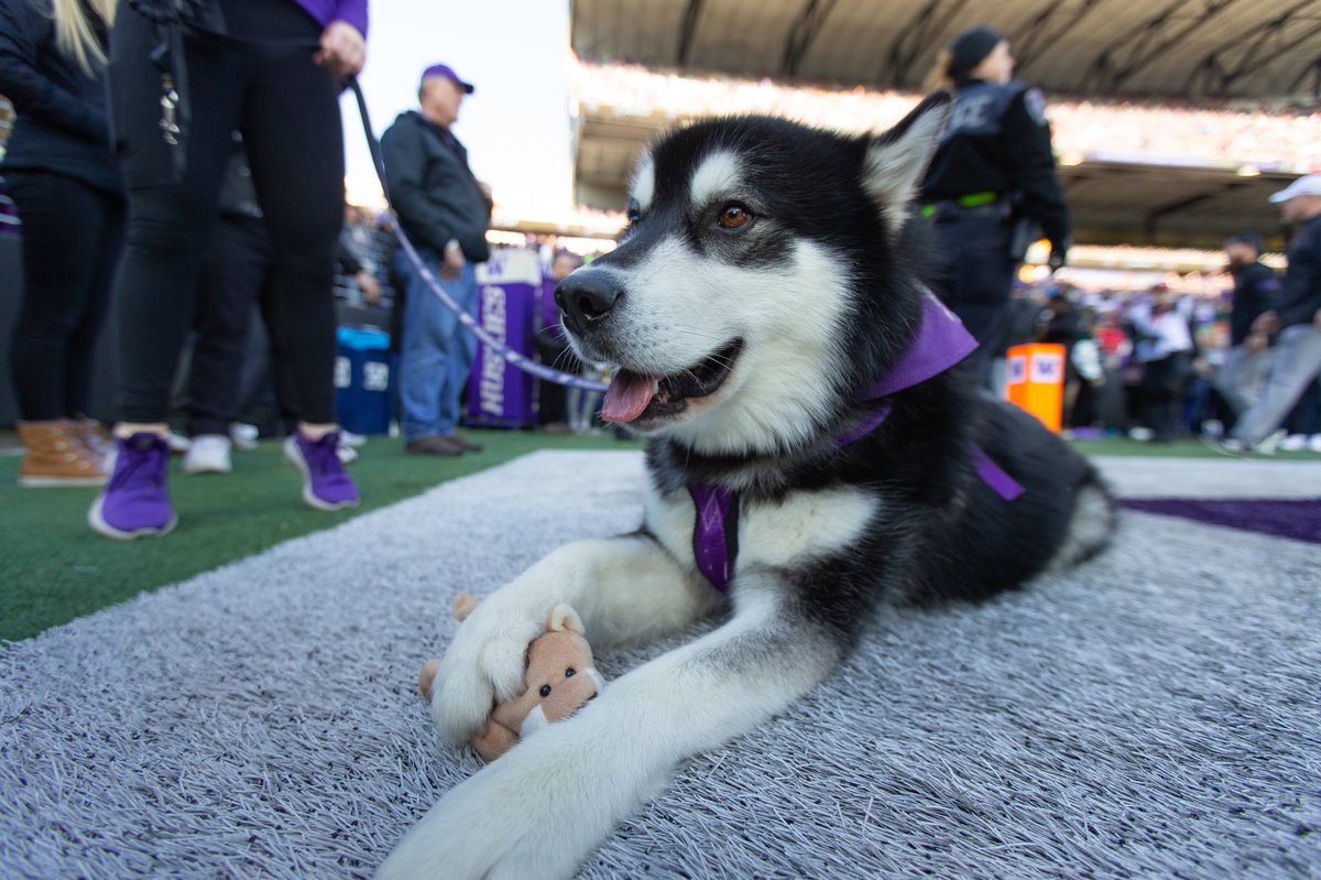 Dubs II takes in a football victory.