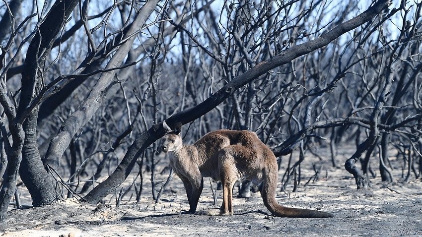 JjackX14's tweet photo. #AustraliaBushfireDisaster #AustralianWildlife 
“...it’s not over yet... sadly even more Iconic Australian Wildlife will be killed... “ https://t.co/jZccdc1AId