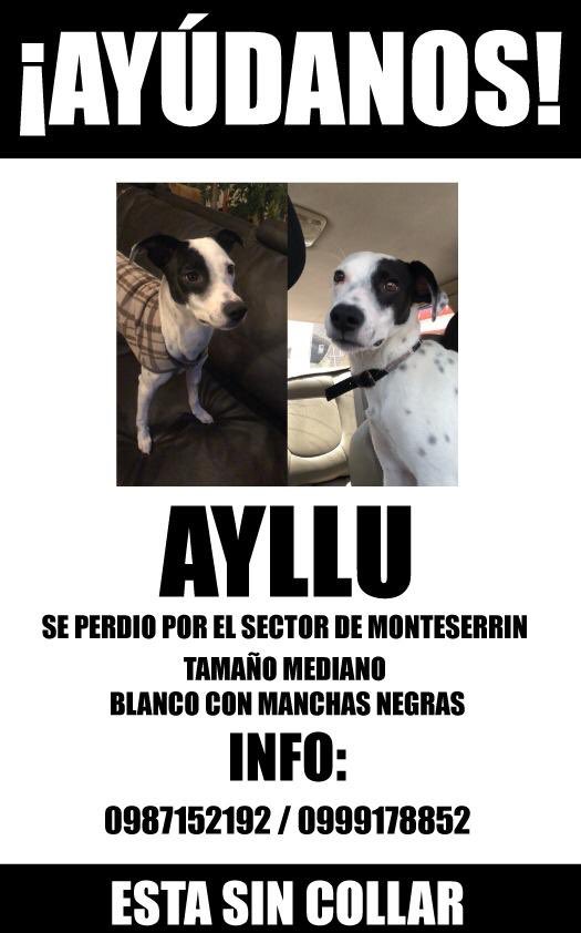 danilu1994's tweet photo. Me llamo Ayllu, me perdí ayer por el redondel del Ciclista. No tenía mi collar. Ayúdenme a regresar a casa. #PerrosPerdidos #PerrosPerdidosQuito https://t.co/cfXpP7FHEb