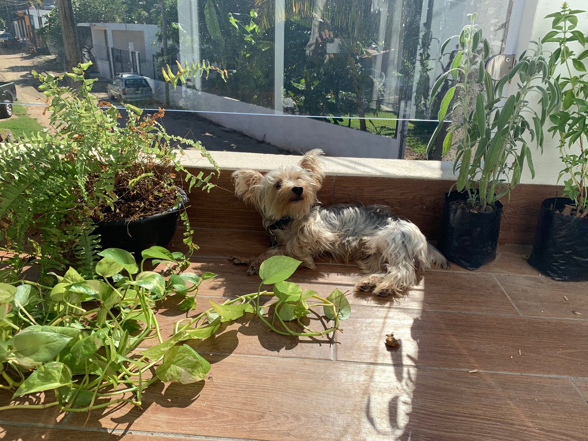 Please help! Dog stolen off the main beach in Sayulita near Tigre's Surf School around 5:40 PM by a man. Male Yorkshire Terrier with beaded blue and black collar with the name Capone. $10,000 peso reward. Please contact us with any information, Gracias!