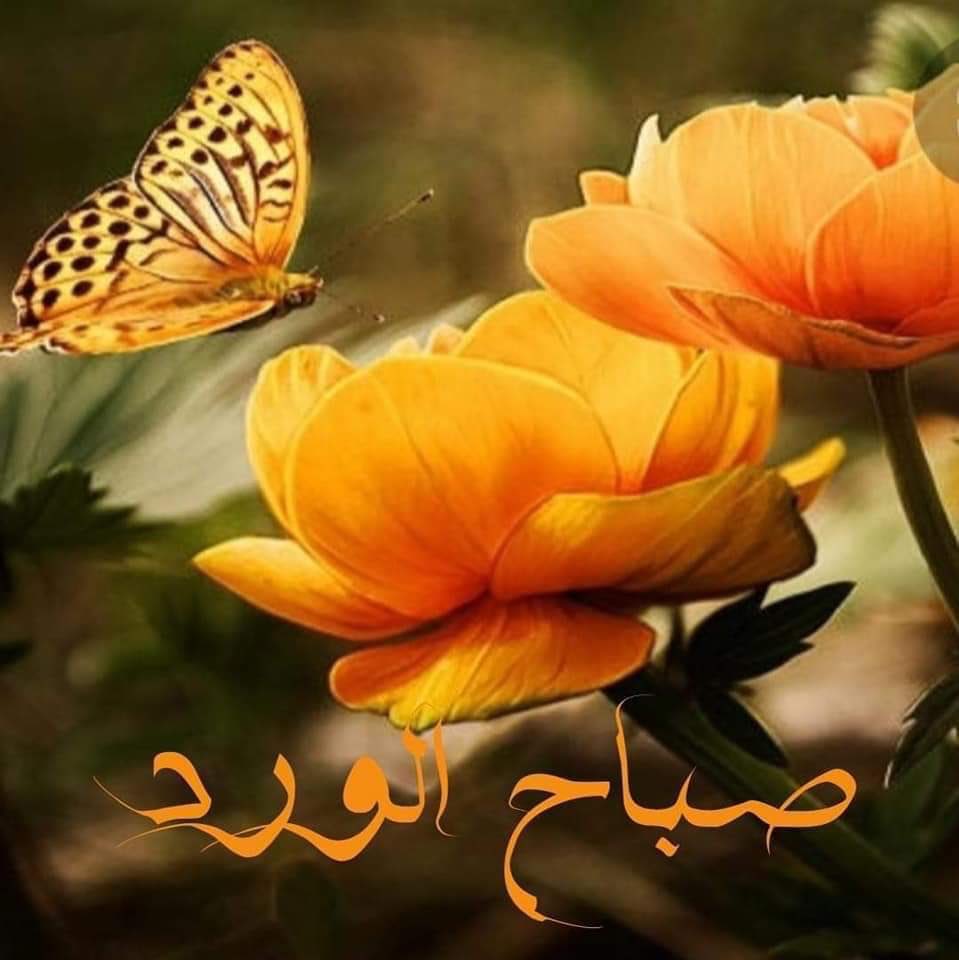 خاطب صباحك بلغة الورد، 🏵️
    فلن تصل ألا لمن في قلبه ود، 🧡
     ويكفيك منه عطر المحبة فهو أجمل رد،، 🏵️
يسعد صباحكم أحبتي 🏵️🧡