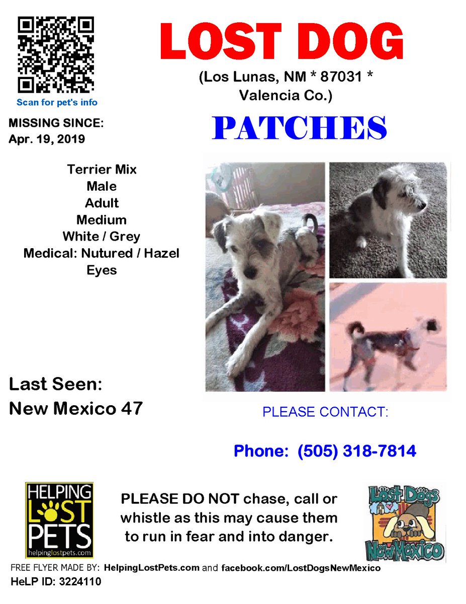 🛑🛑 #LOSTDOG #Patches #LosLunas (New Mexico 47) #NM 87031 #Valencia Co. , #Lost #Dog 04-19-2019!, Medium / Adult / Male / #Terrier Mix / White / Grey facebook.com/LostDogsNewMex…