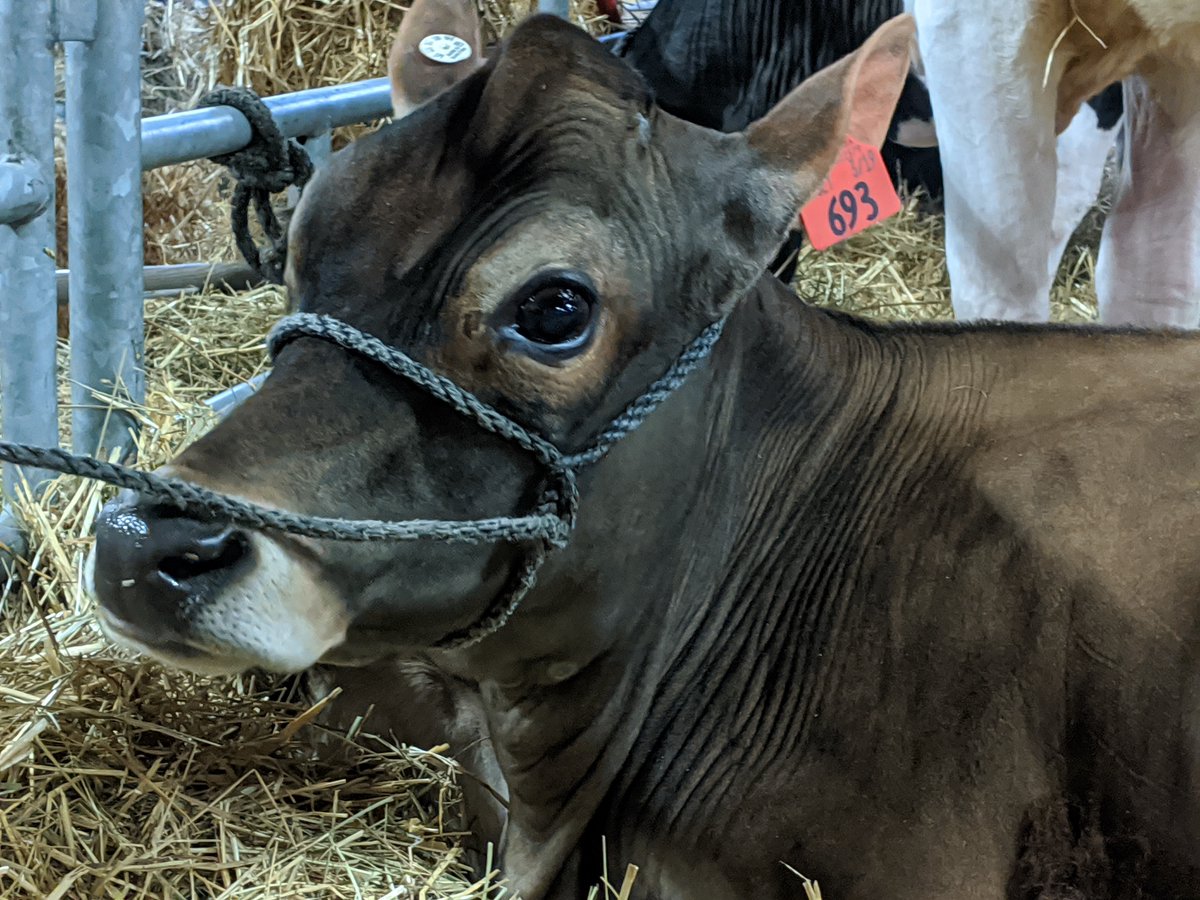 Harri_Leigh's tweet photo. Visitors at the 104th #PAFarmShow consumed 19,000 gallons of ice cream, 7,000 pounds of mozzarella cheese and 12.5 tons of french fries https://t.co/Ij0FbqIf3q https://t.co/ku2bDD6PRz