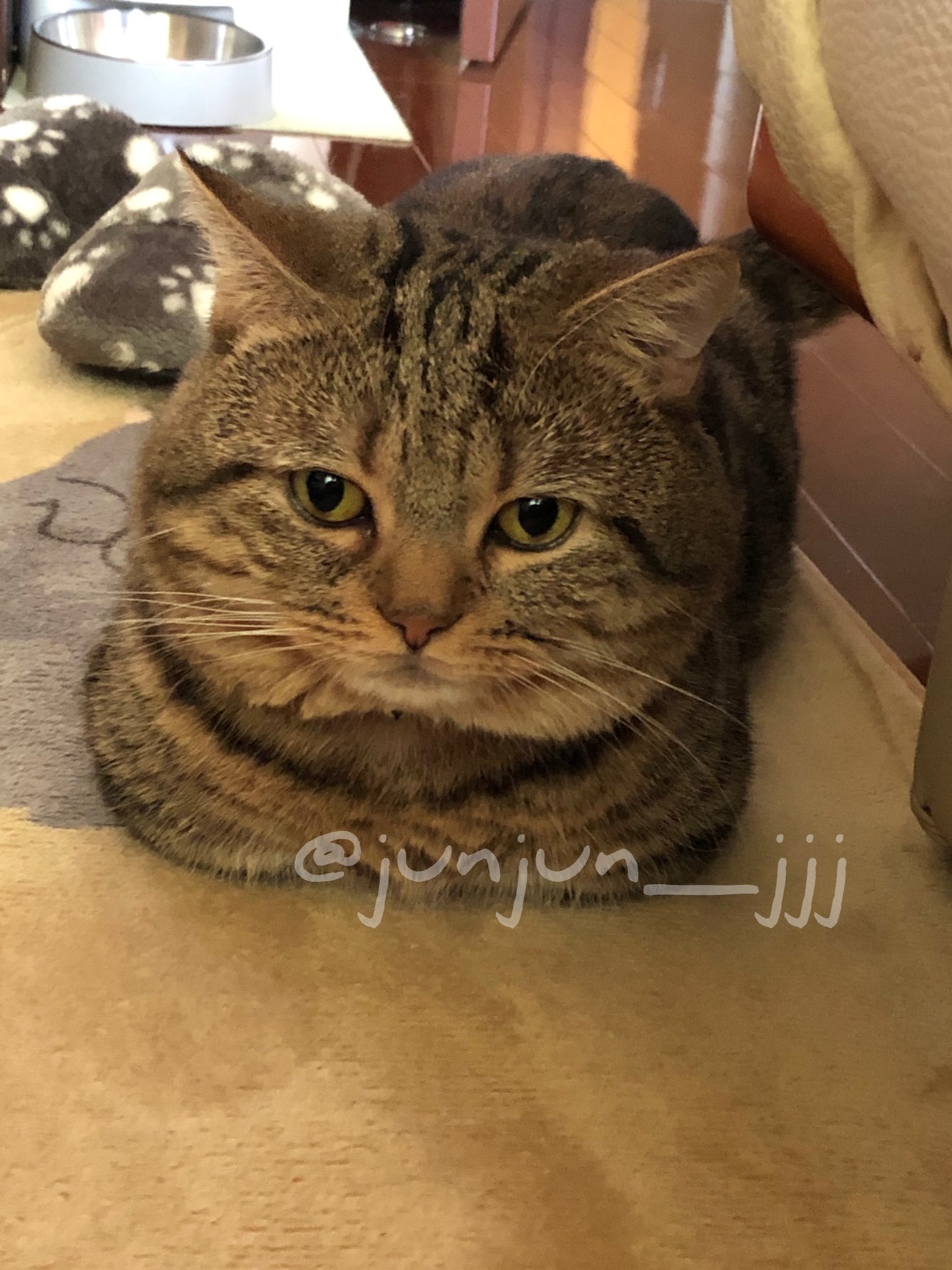 Junjun まったりにゃ 灬 灬 ゚ ねこ ねこ部 猫 短足マンチカン 短足まんちかん まんちかん マンチカン まんたろー Cat Catstagram Picneco みんねこ Munchkin マンチカン短足 Rakutenpet