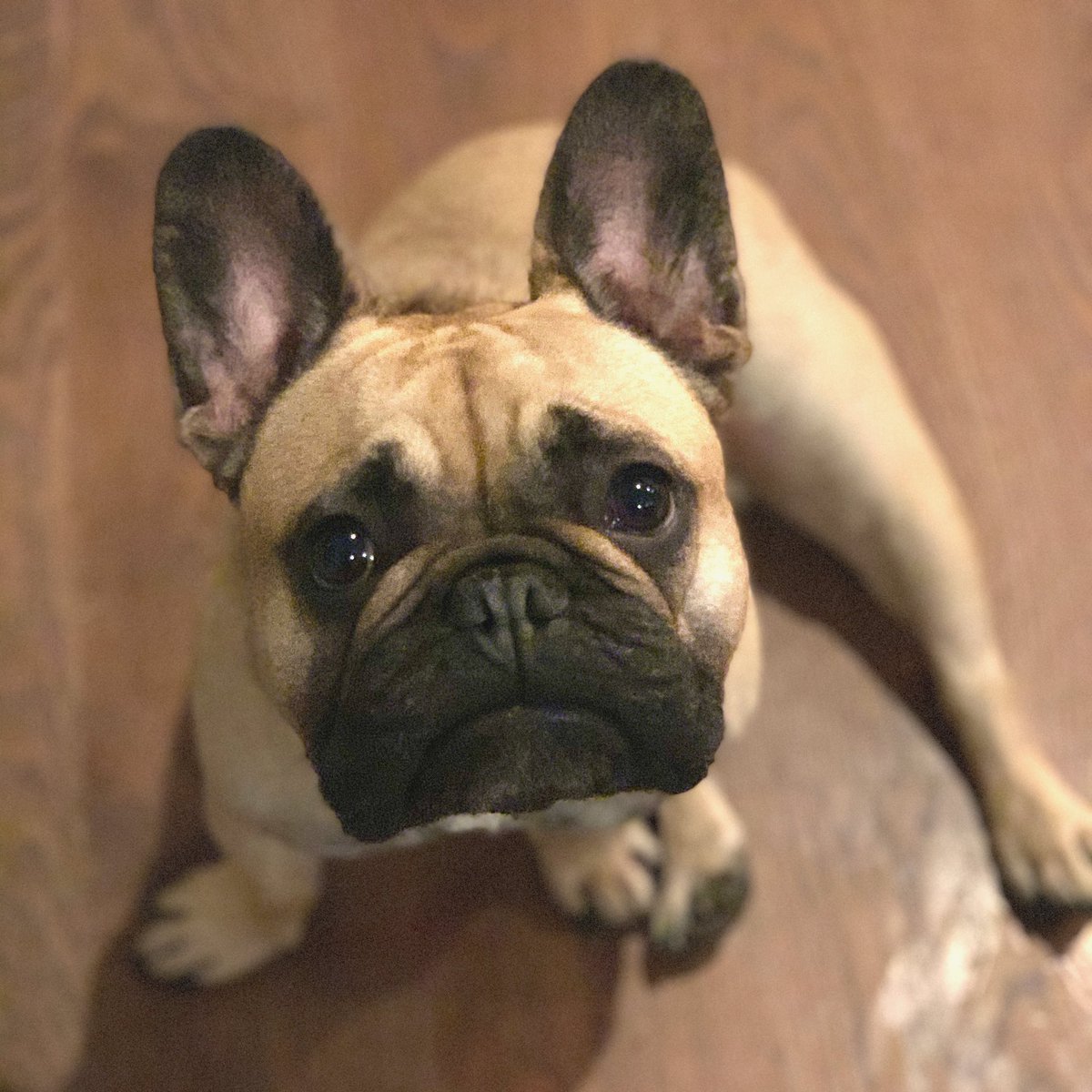 Htekmo's tweet image. The @BLCompanies mascot (and my little pup) celebrated a birthday today.  #hugotekthepup #thisisthree