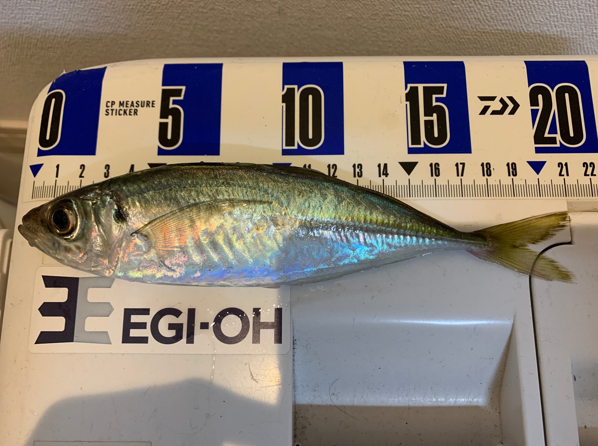 ヨシダッシュ 鹿児島初釣りは吹上浜方面へ ブリ ヒラメはホゲたものの センチ級のアジサバがよく釣れてセーフ 5人で100近く釣れました T Co Rgzbxdztzy Twitter