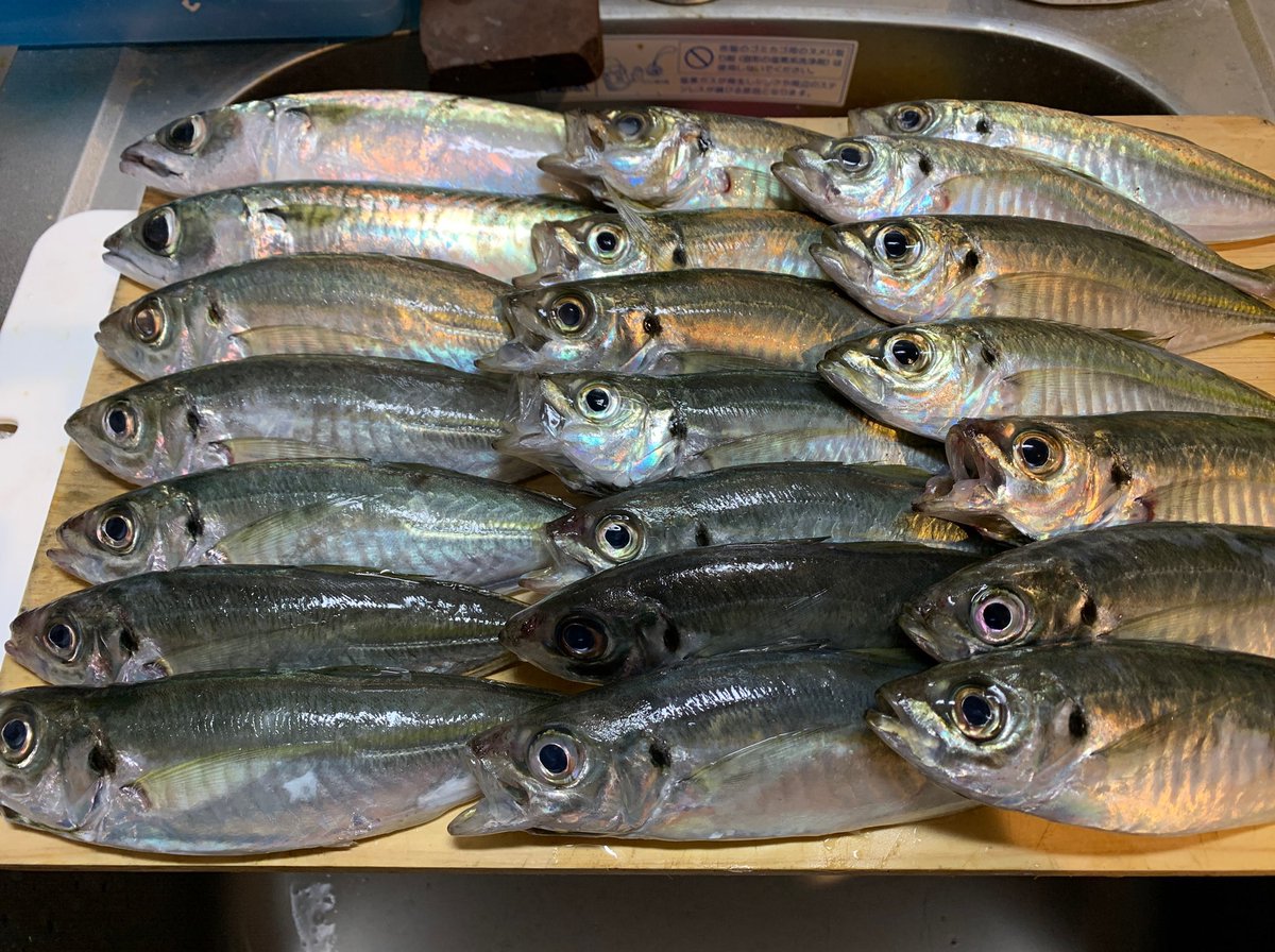 ヨシダッシュ 鹿児島初釣りは吹上浜方面へ ブリ ヒラメはホゲたものの センチ級のアジサバがよく釣れてセーフ 5人で100近く釣れました