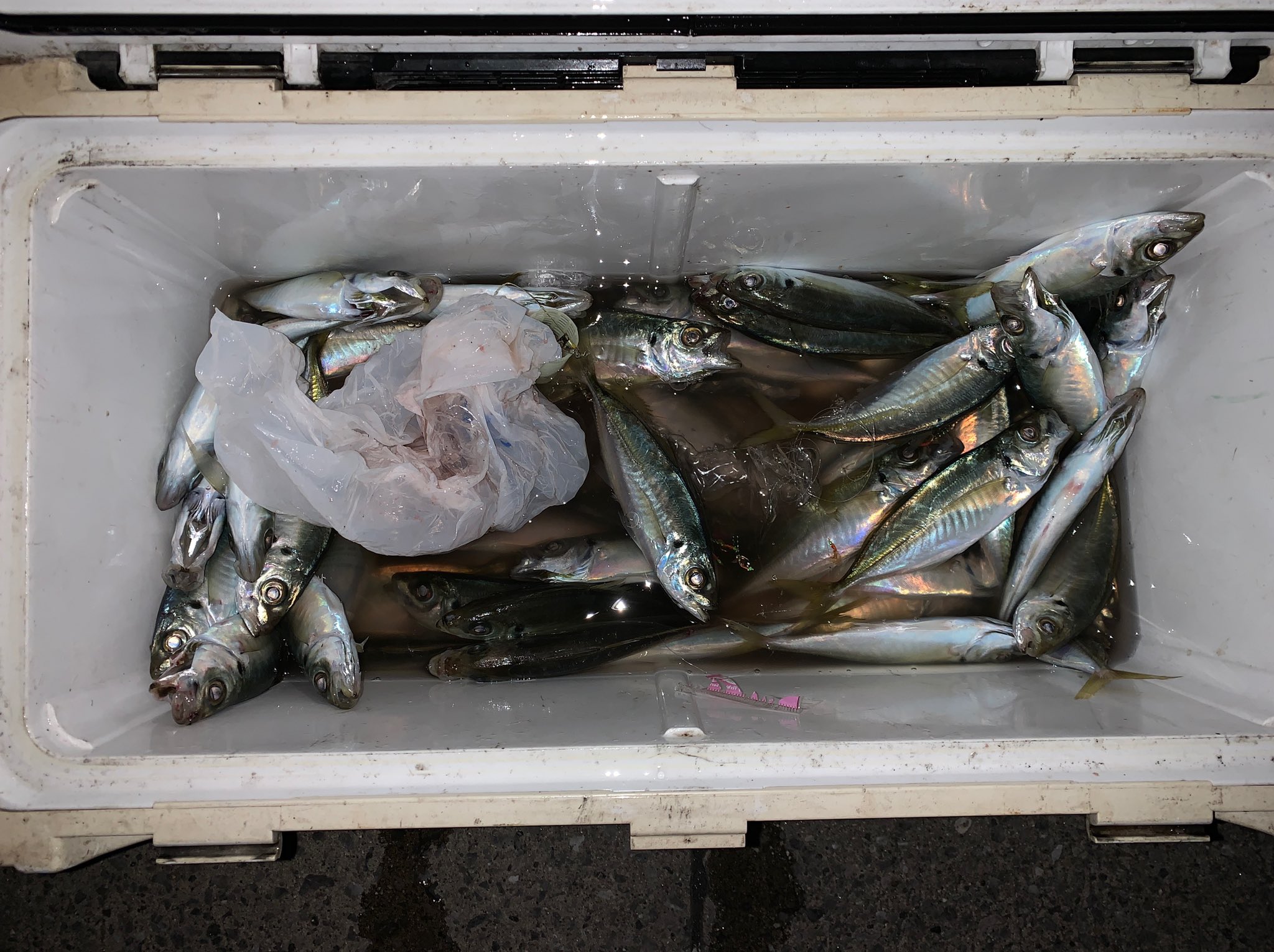 ヨシダッシュ 鹿児島初釣りは吹上浜方面へ ブリ ヒラメはホゲたものの センチ級のアジサバがよく釣れてセーフ 5人で100近く釣れました T Co Rgzbxdztzy Twitter