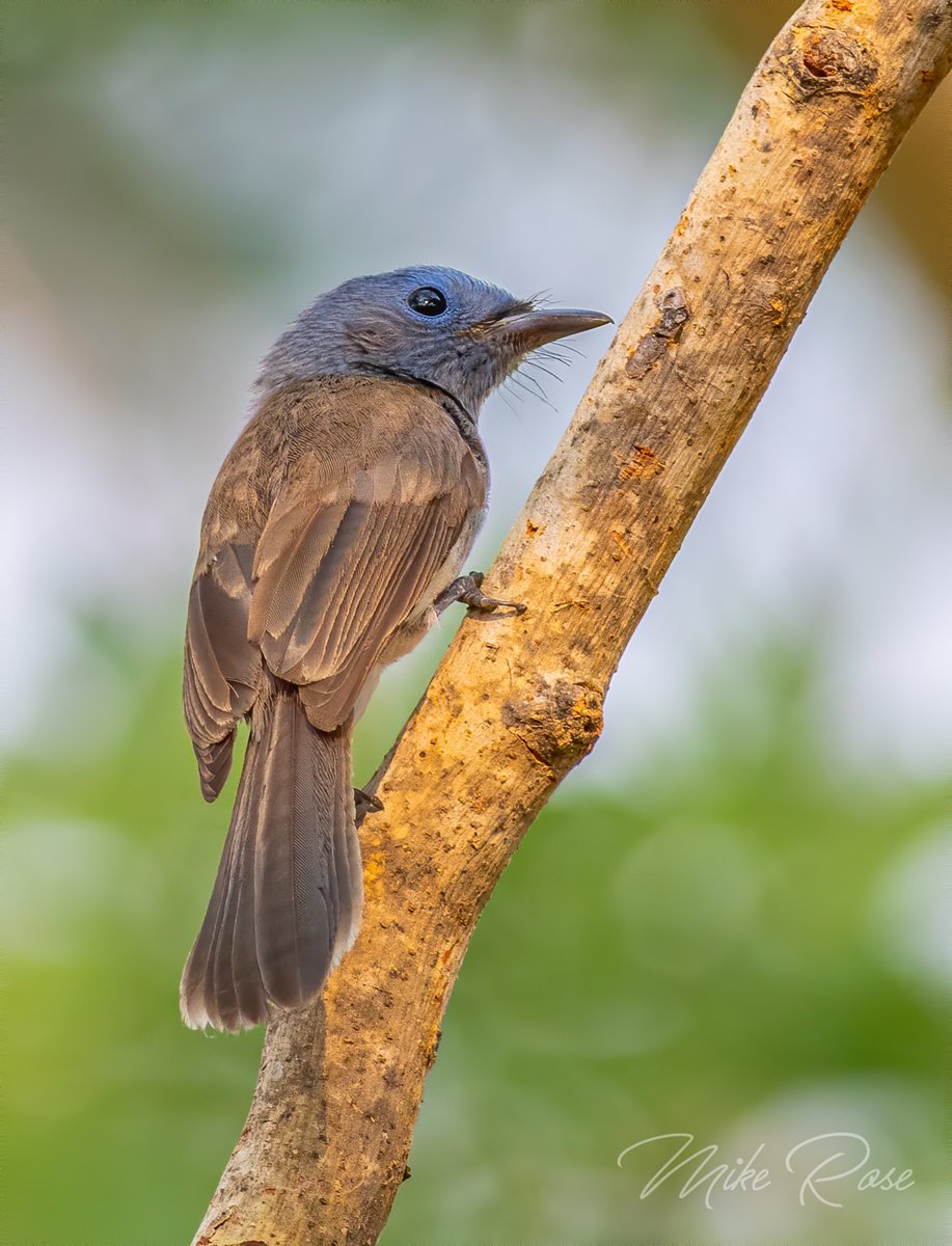 Black-naped Monarch(F) my friend continues to display nicely in the garden here at Na Ngua Thailand. Very confiding although she is very active and hard to image. I quite like this one, some soft light helped. @Avibase