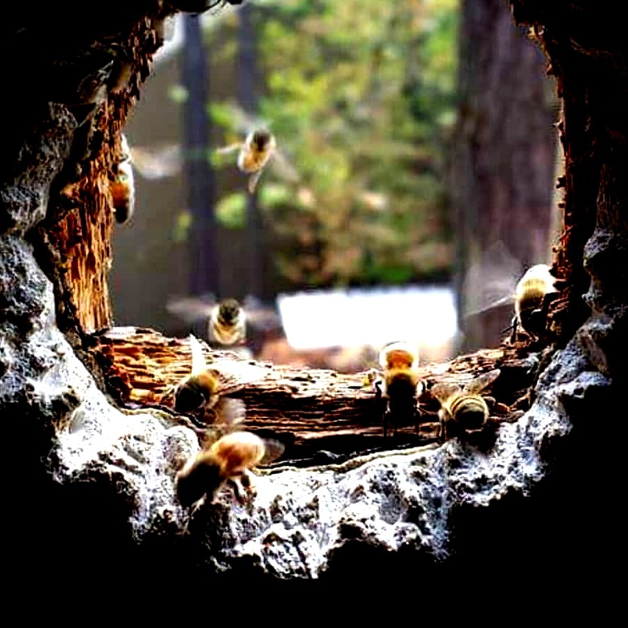 MundoConAbejas's tweet photo. Desde la ventana de las abejas..... https://t.co/CemobR07KG