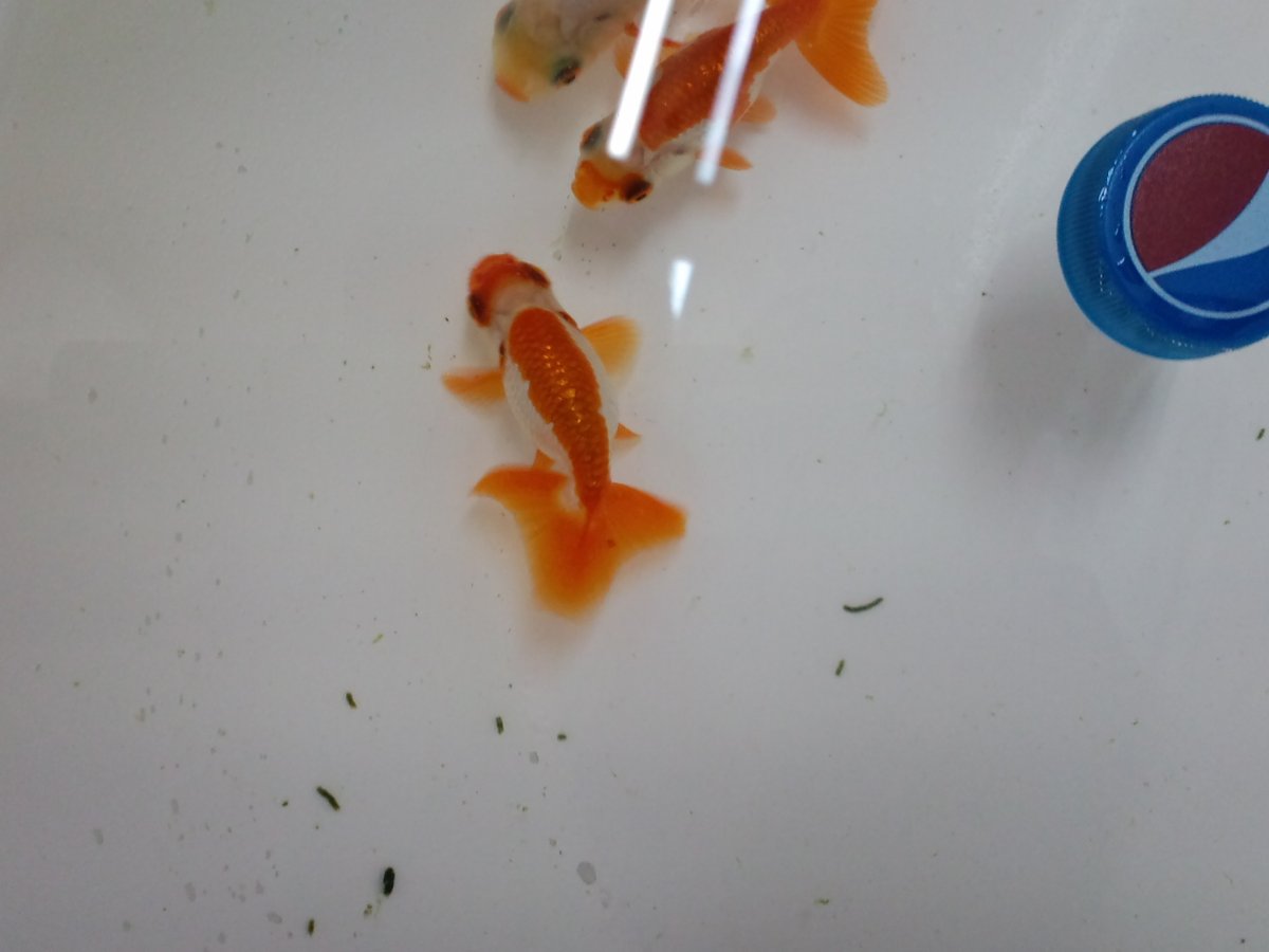 花錦園 温室から店内へ 艸 ご注文いただいていた大雄山系雄と観賞魚フェアに向けて飼いこむ大阪 W 昨日の営業前から酸素なしパッキングで店内に放置 温度だけ合わせて今日導入 花錦園の魚は結構平気です おススメはしないぞ 念の 花錦園 温室から店内へ 艸 ご注文いただいていた大雄山系雄と観賞魚フェアに向けて飼いこむ大阪 W 昨日の営業前から酸素なしパッキングで店内に放置 温度だけ合わせて今日導入 花錦園の魚は結構平気です おススメはしないぞ 念の
