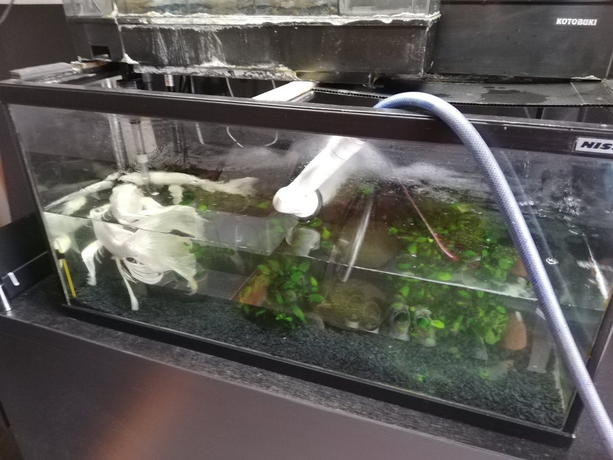 つだぬまと ヒレナガ鯉の水槽を掃除なう 今日は濾過機まで全部洗う 298円で買って来た小さな鯉が こんなに立派になって嬉しいね でもこいつらどこまで大きくなるんだろう D