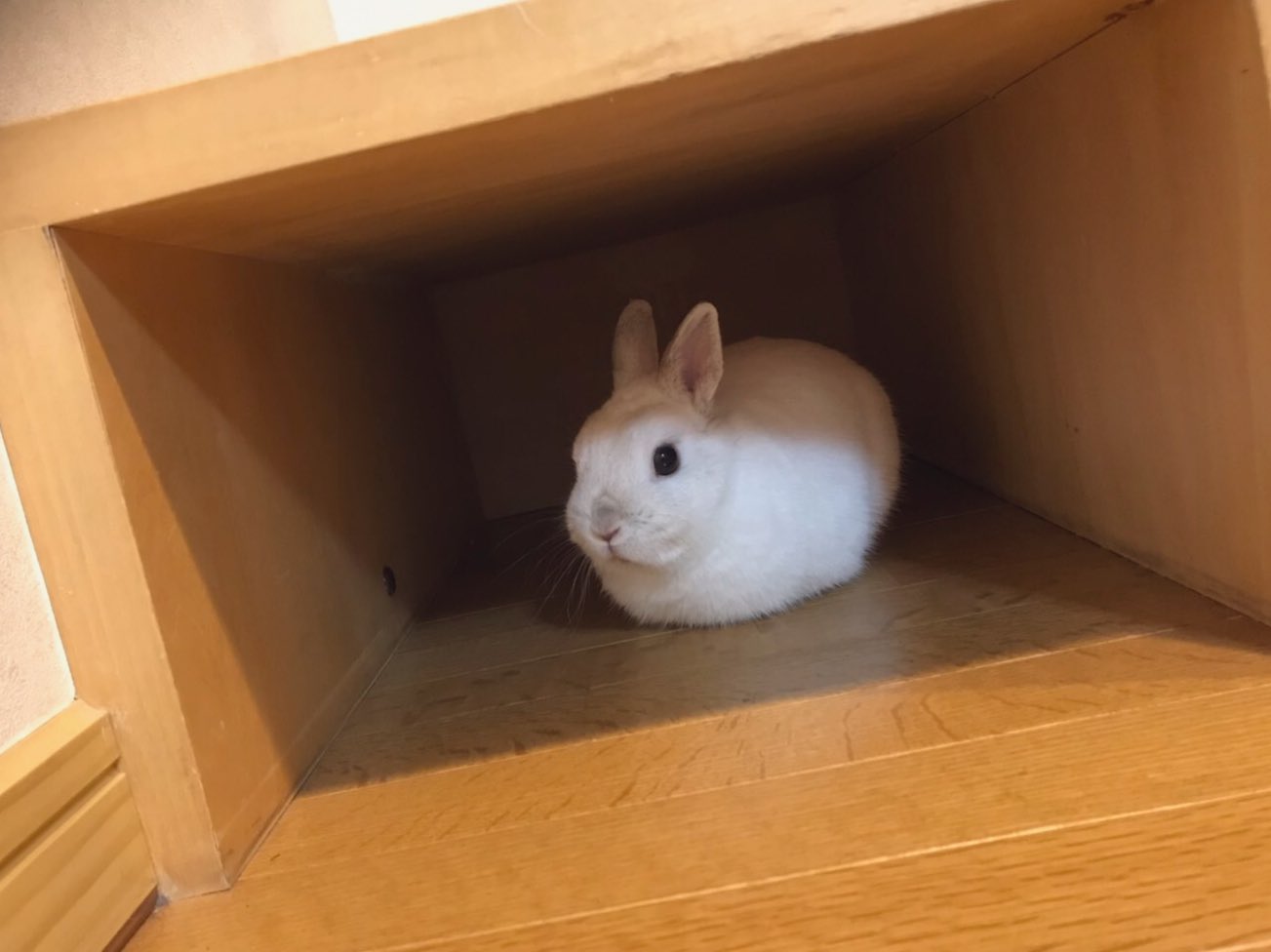 まるぴーゆきちゃん 狭いところって落ち着くよね うさぎ まるゆき T Co Uptddztg2h Twitter