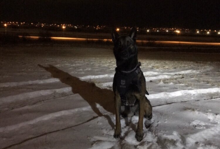 PSD True tracked and located a subject tonight after leaving home during a dispute. Subject was improperly dressed for the weather, and hid in a field. Subject was transported to hospital by EMS and treated for hypothermia. <a href="/MJPolice/">Moose Jaw Police</a> <a href="/MJParamedics/">MJ Paramedics</a> #citymj